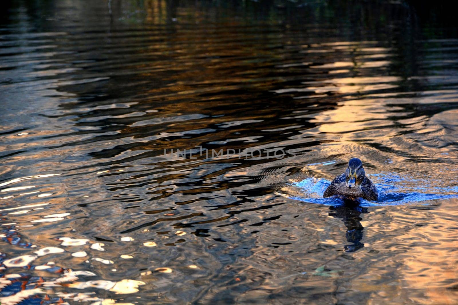 One Duck  swims in the golden water in the lake at the sundown, with many copy space