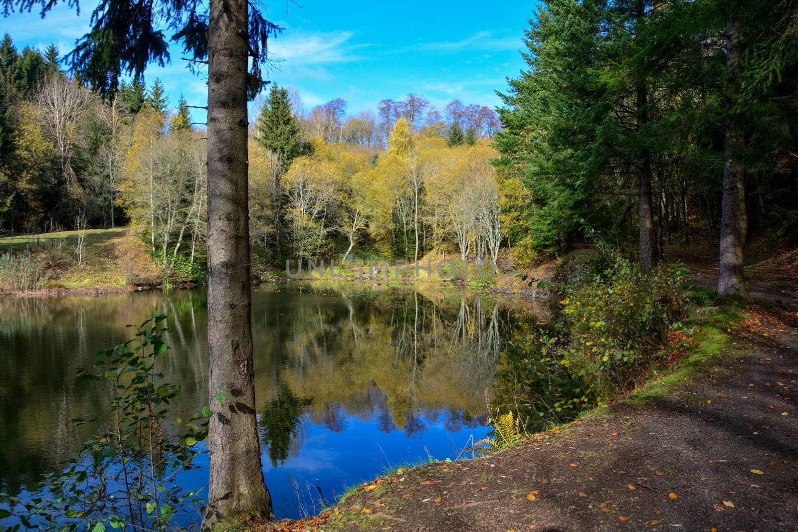 Lake in a forest, with trees and a way  in autumn in the Rhön, Germany, with blue sky