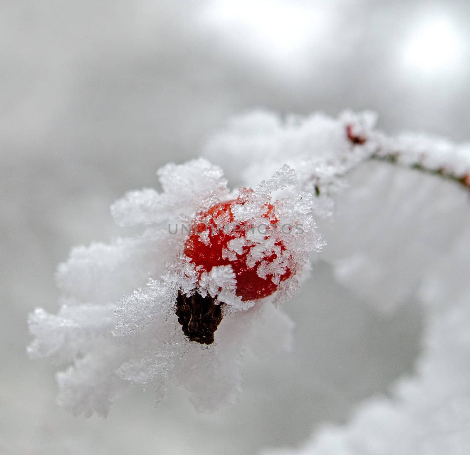Rose hip on the bush in winter