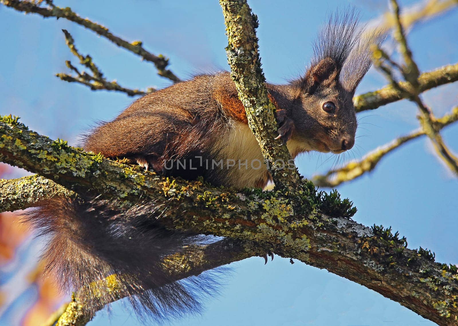 Brush ear squirrel Sciurus vulgaris in January