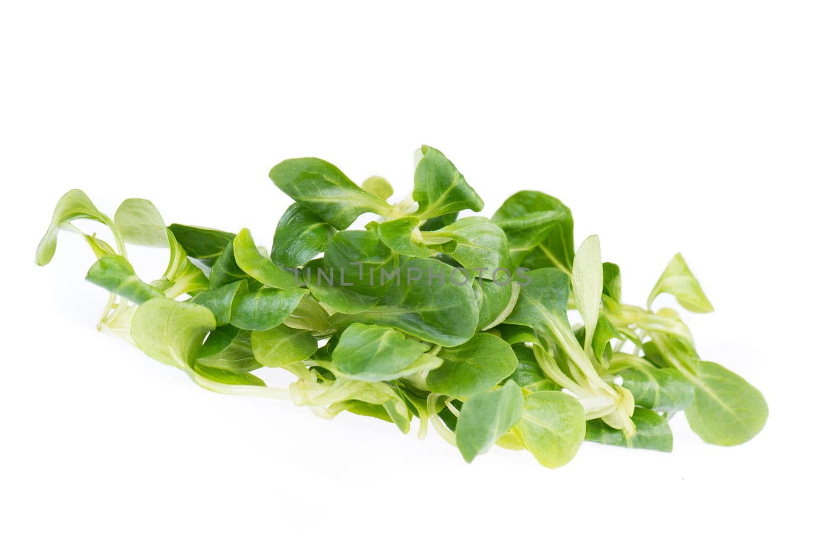 fresh green lambs lettuce isolated on a white background