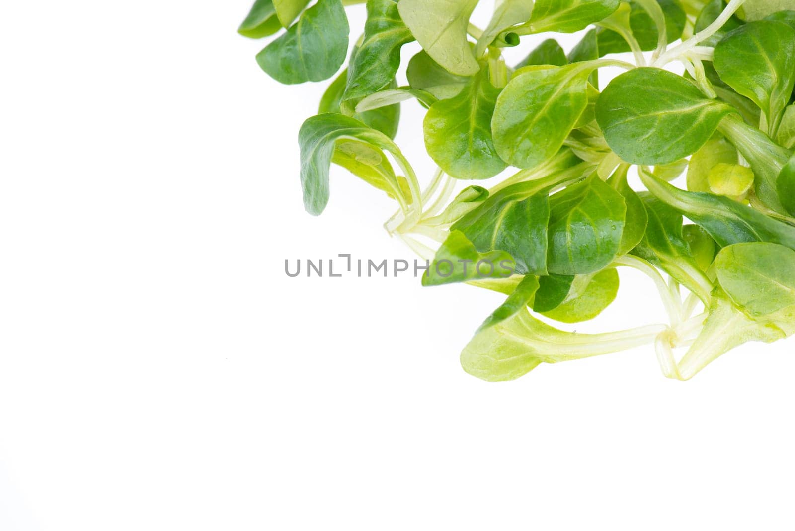 fresh green lambs lettuce isolated on a white background