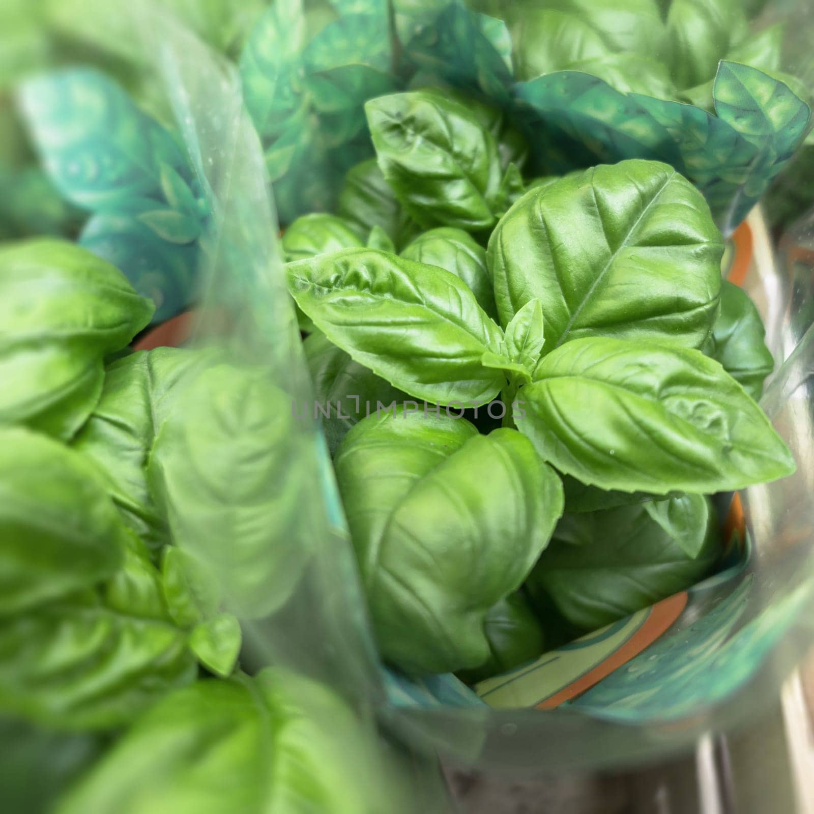 Basil grown in pots. Close-up. Selective focus.