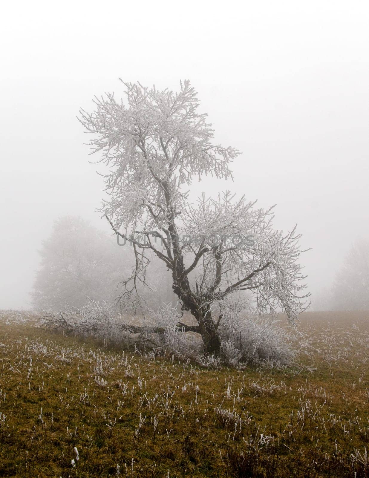 snowy and foggy winter landscape