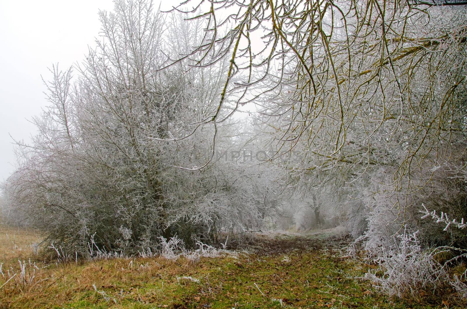 snowy and foggy winter landscape