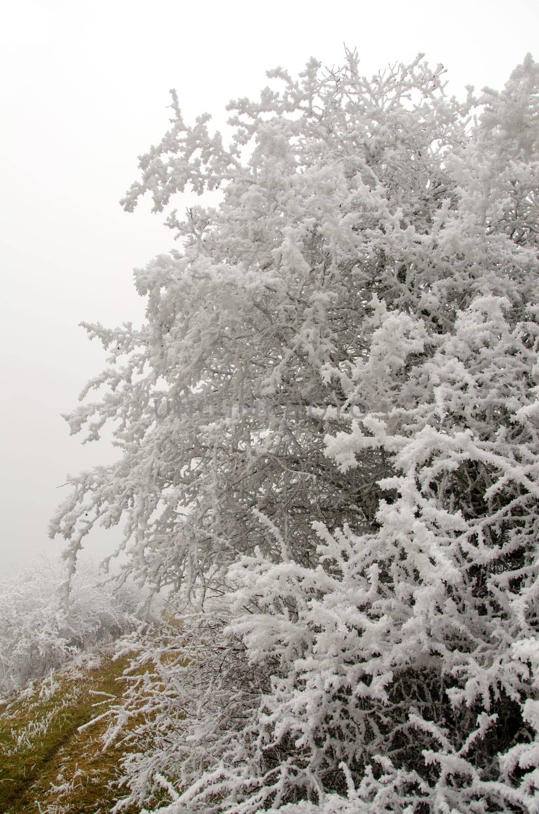 snowy and foggy winter landscape