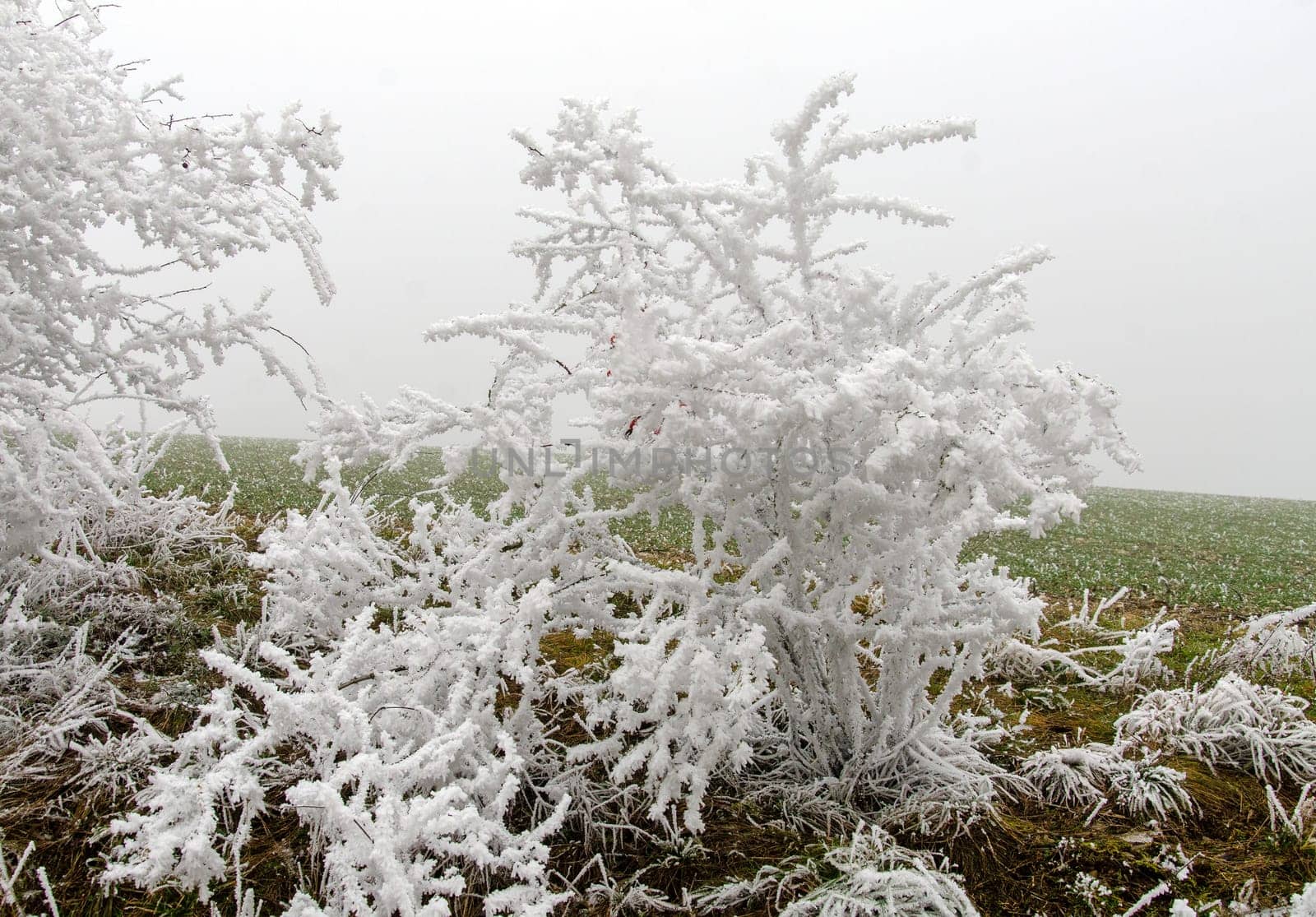 snowy and foggy winter landscape