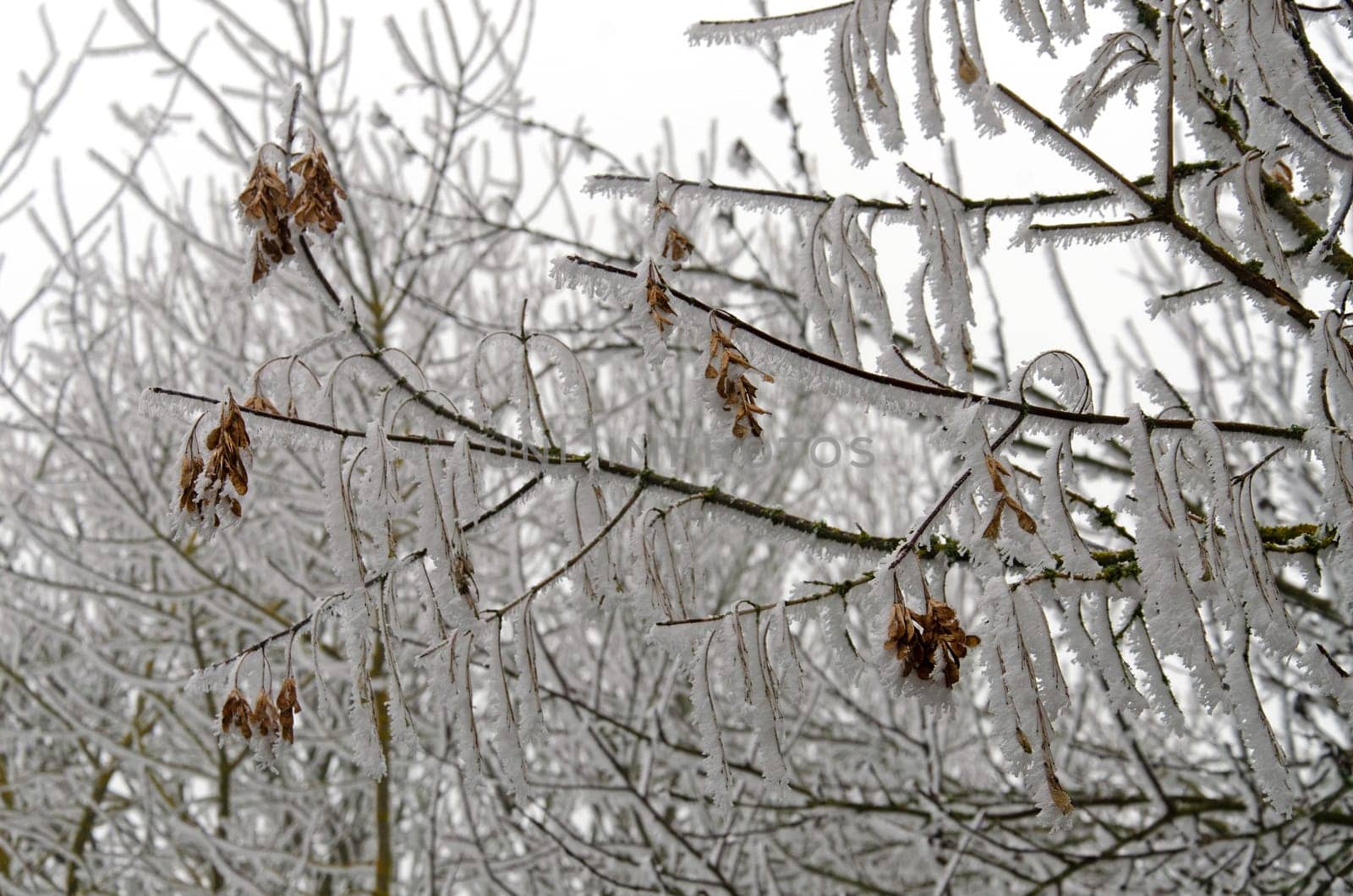 bare maple tree in winter