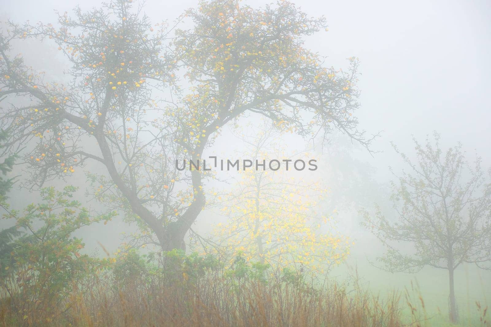 Golden yellow apples on a tree in a misty autumnal garden with an other tree with shining yellow leaves in the background