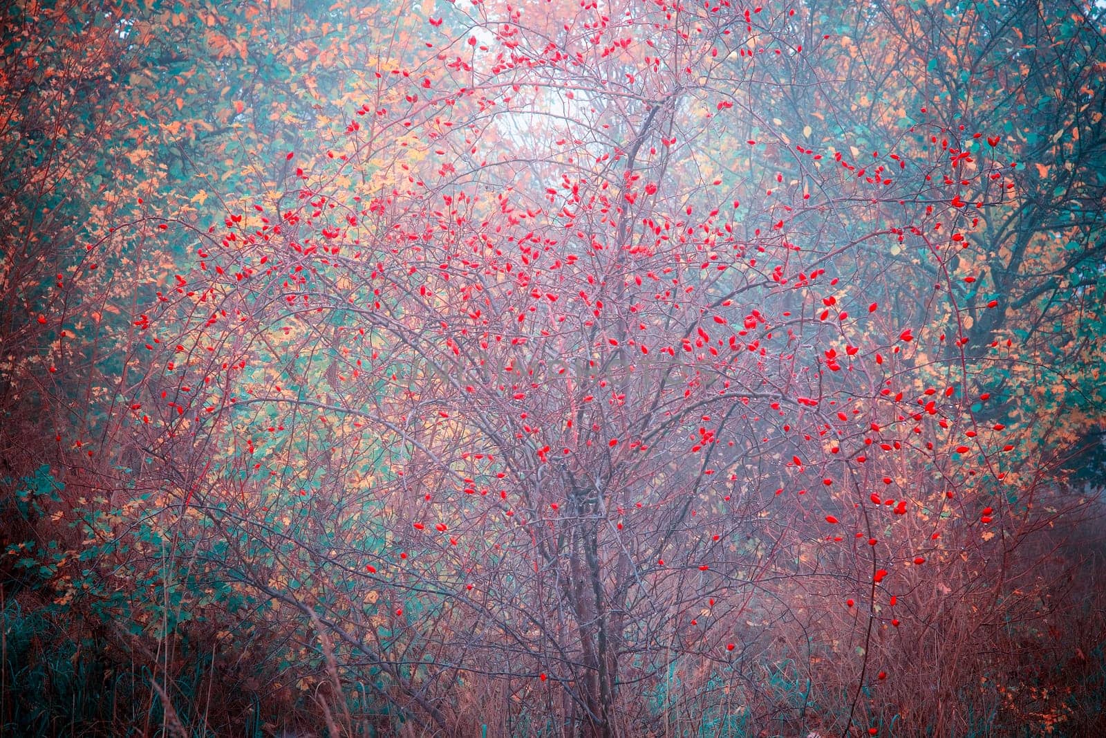 Rosehips on a bold rosebush in an autumnal scenery on a forest edge