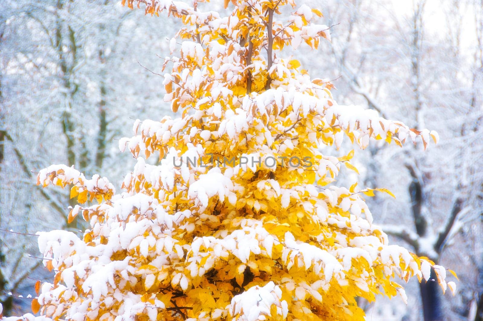 Small beech with shining yellow autumnal leaves covered with snow during an onset of winter
