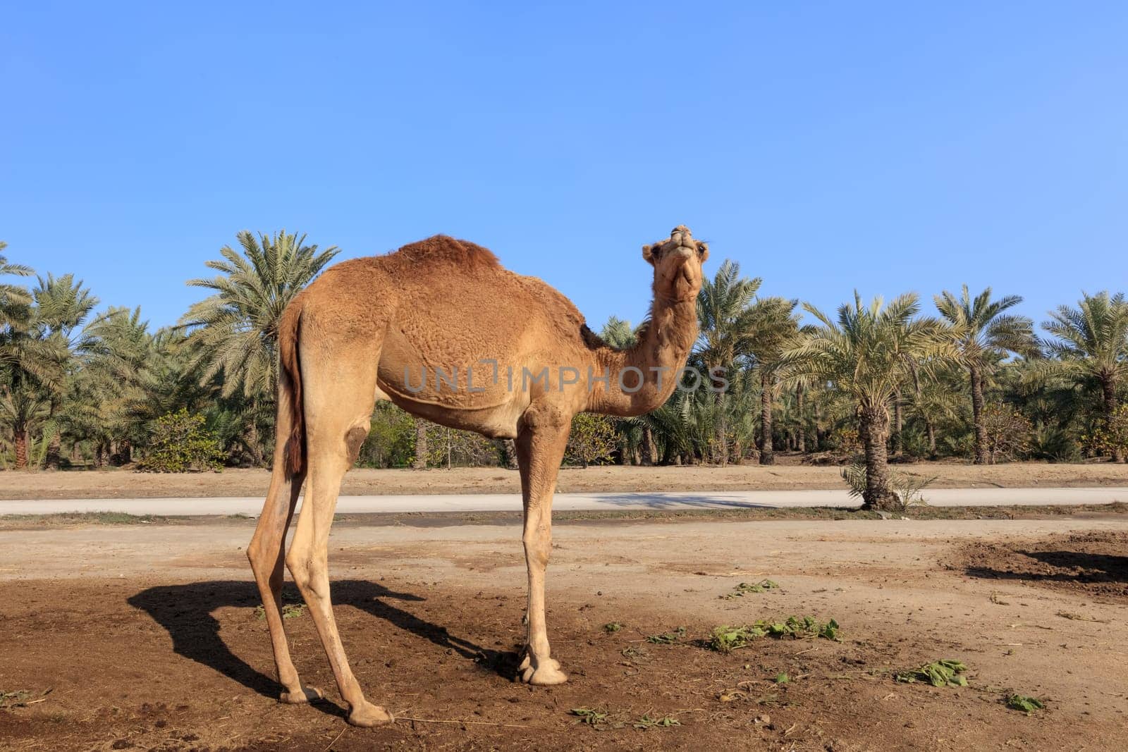 Camel on the royal camel farm in the Bahrain capital Manama