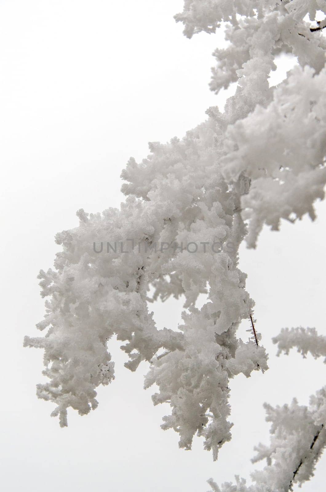 snow-covered bare tree in winter