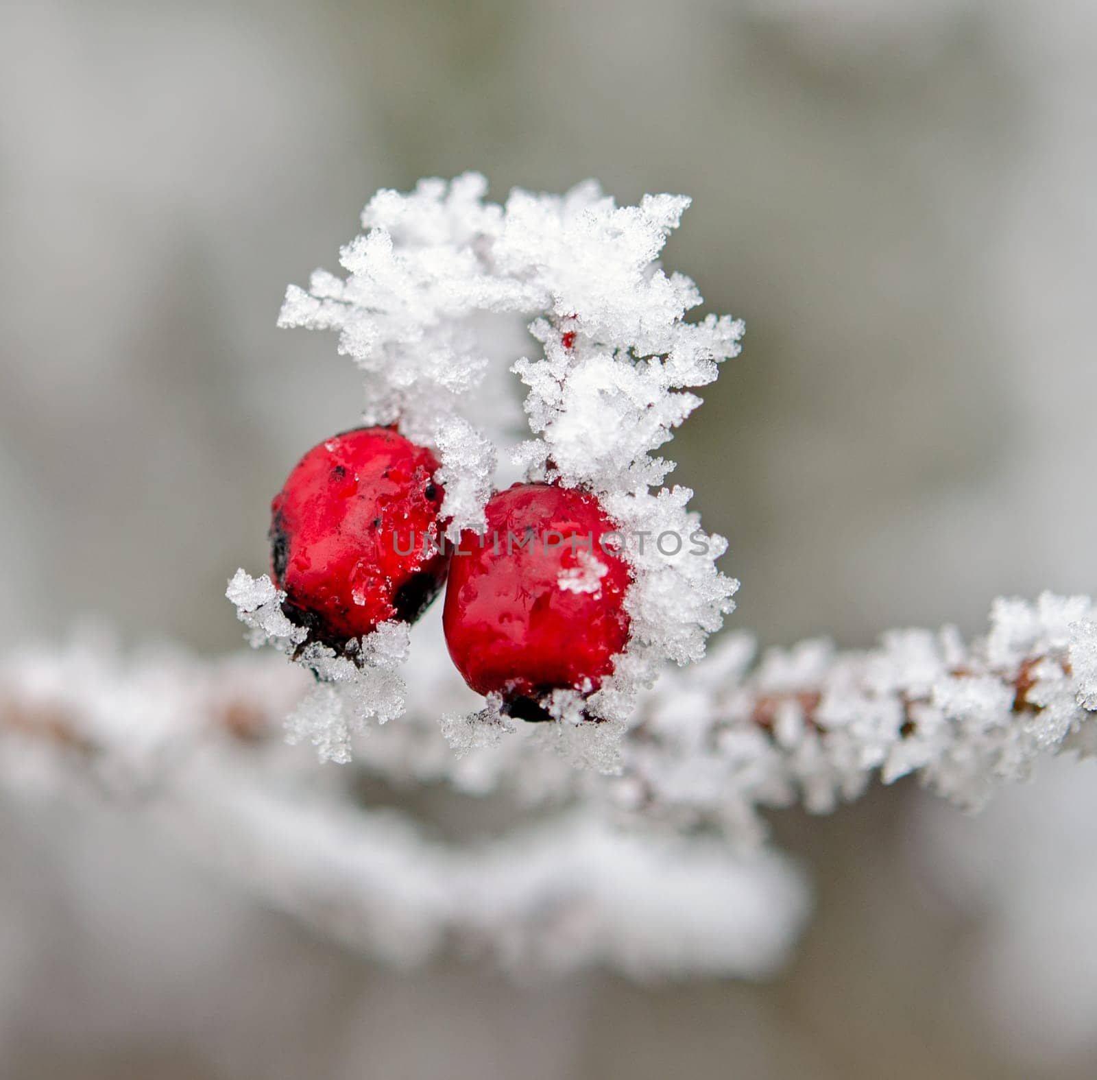 hawthorn in winter
