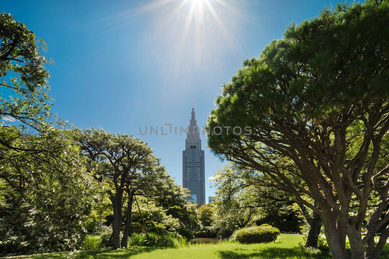 Shinjuku's Docomo tower overlooking the lake and the pine forests of the traditional Japanese garden of Gyoen Park under a blazing sun in early summer.