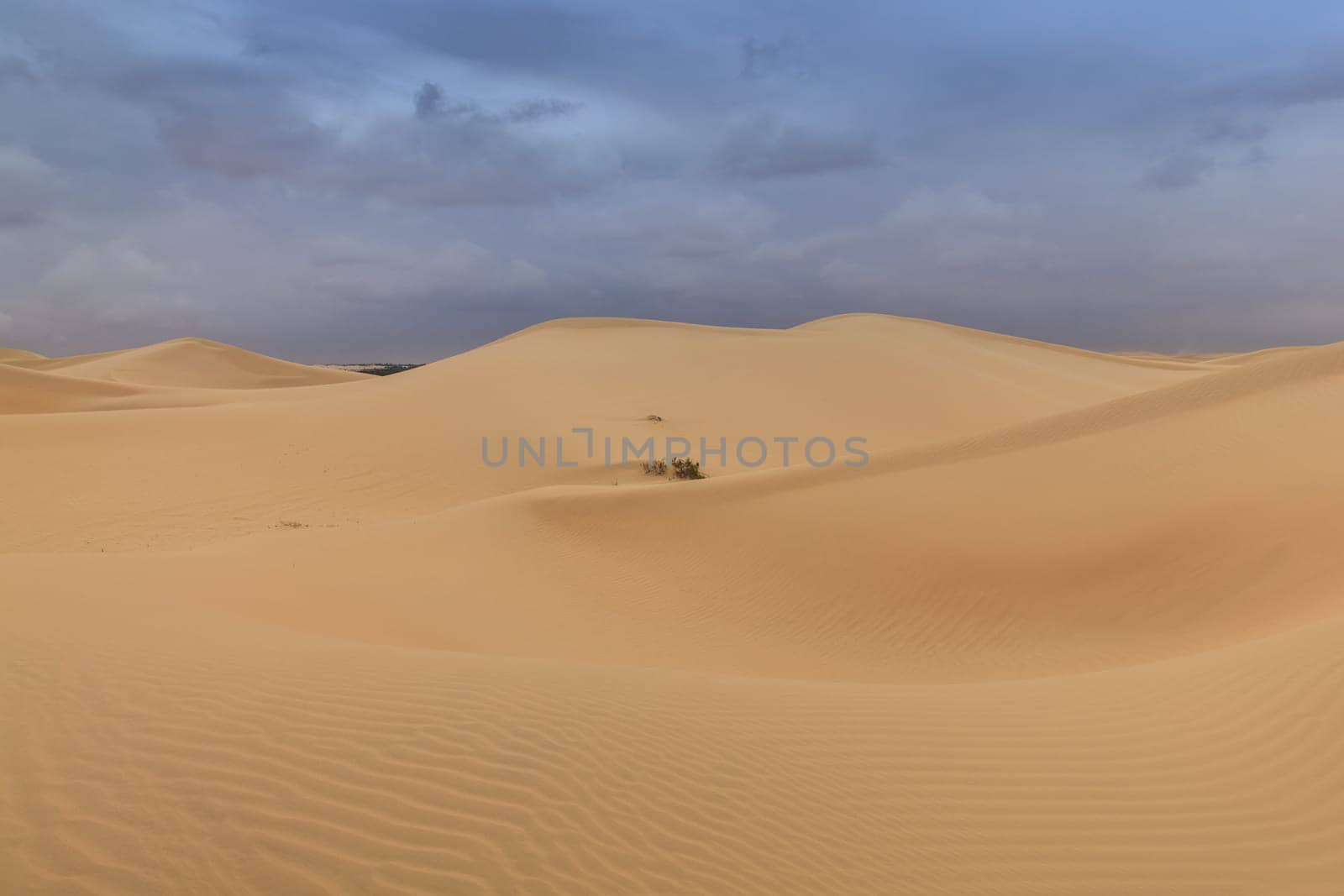 sand dunes in Abu Dhabi desert. United Arab Emirates