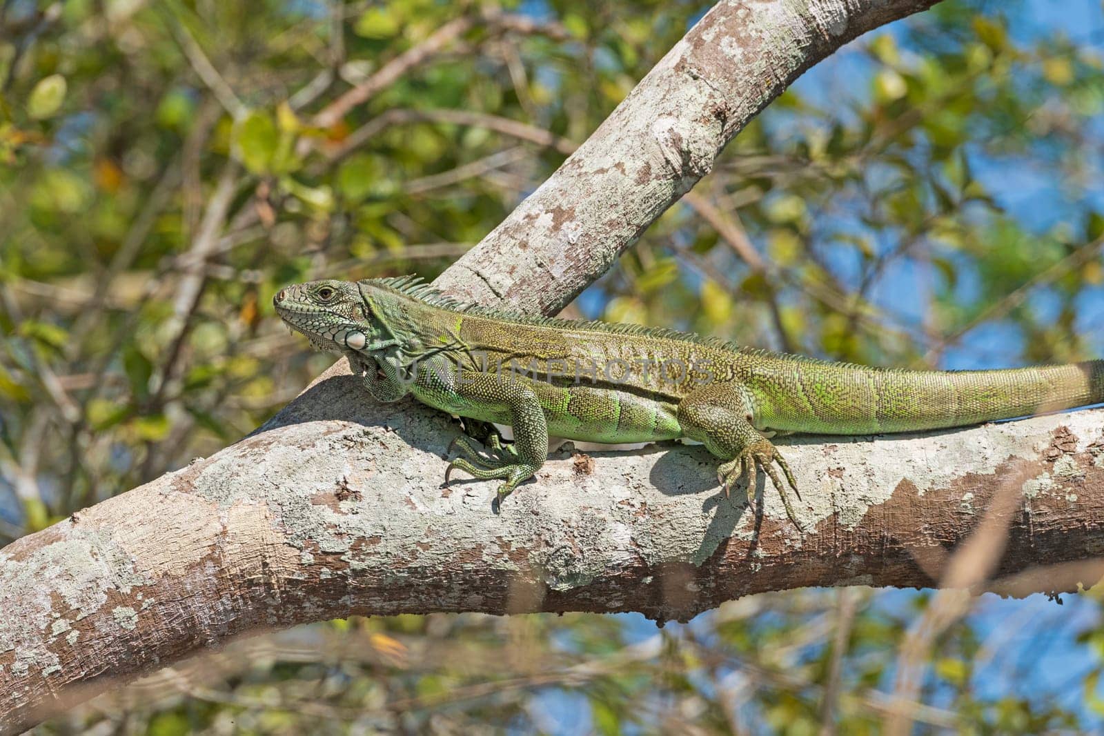 Green Iguana in a Pantanal Tree in Pantanal National Park in Brazil