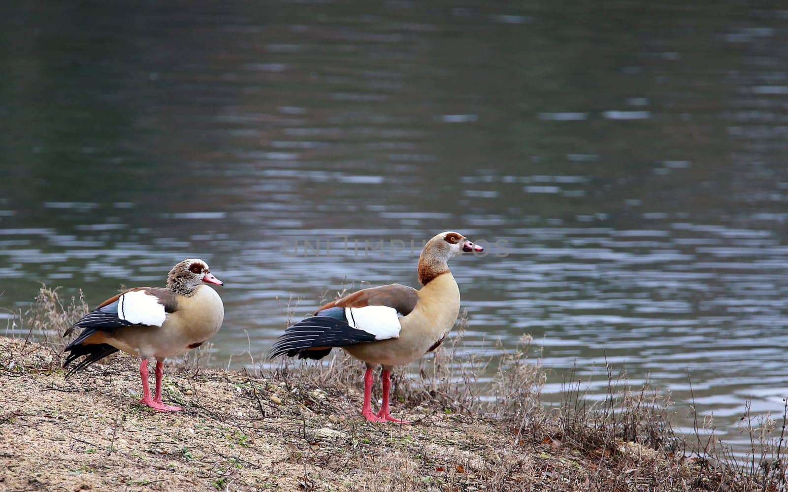 Nile geese Alopochen aegyptiacus in the nature reserve Kohlplattenschlag