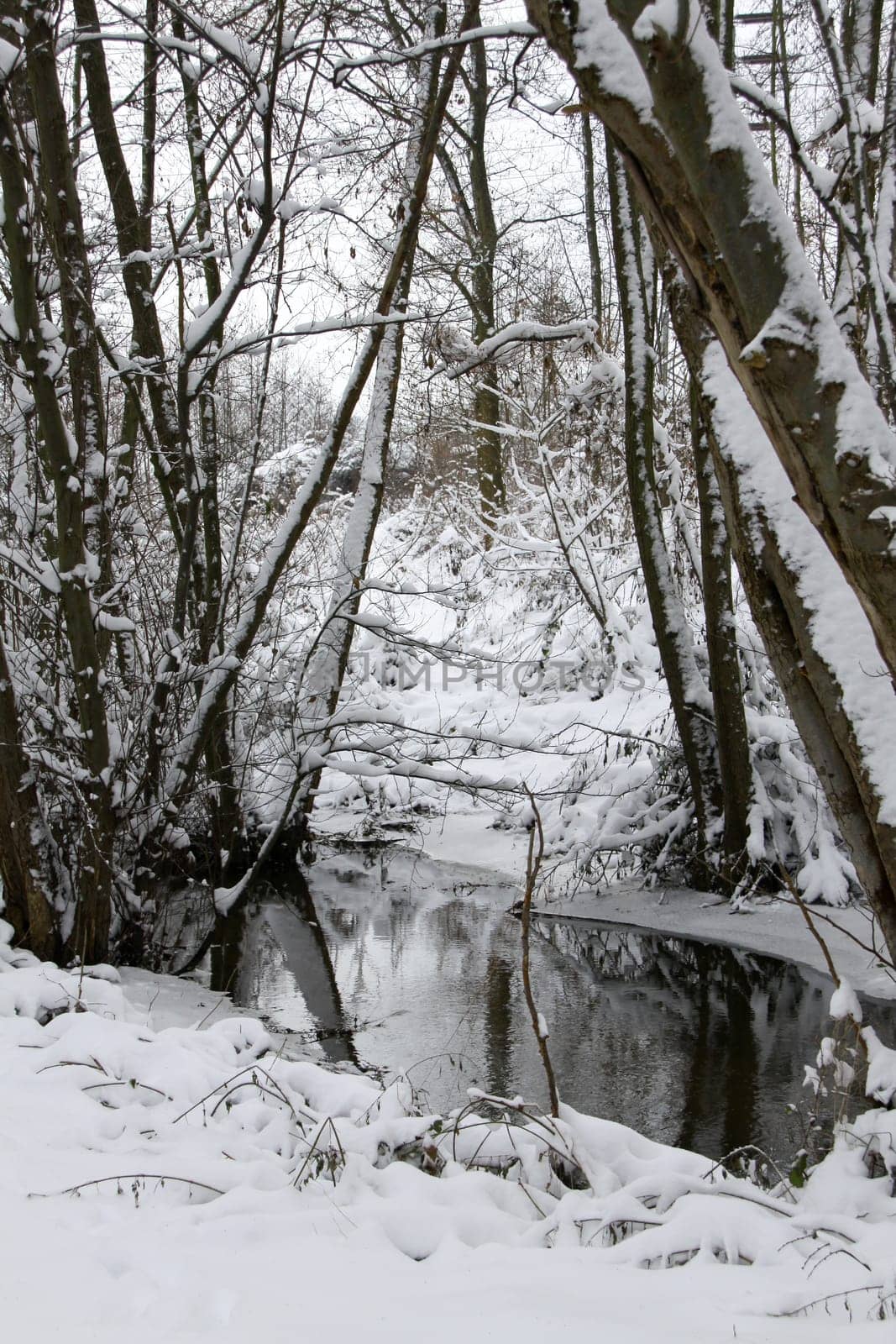 The forest is one of the most precious treasures we have in the world