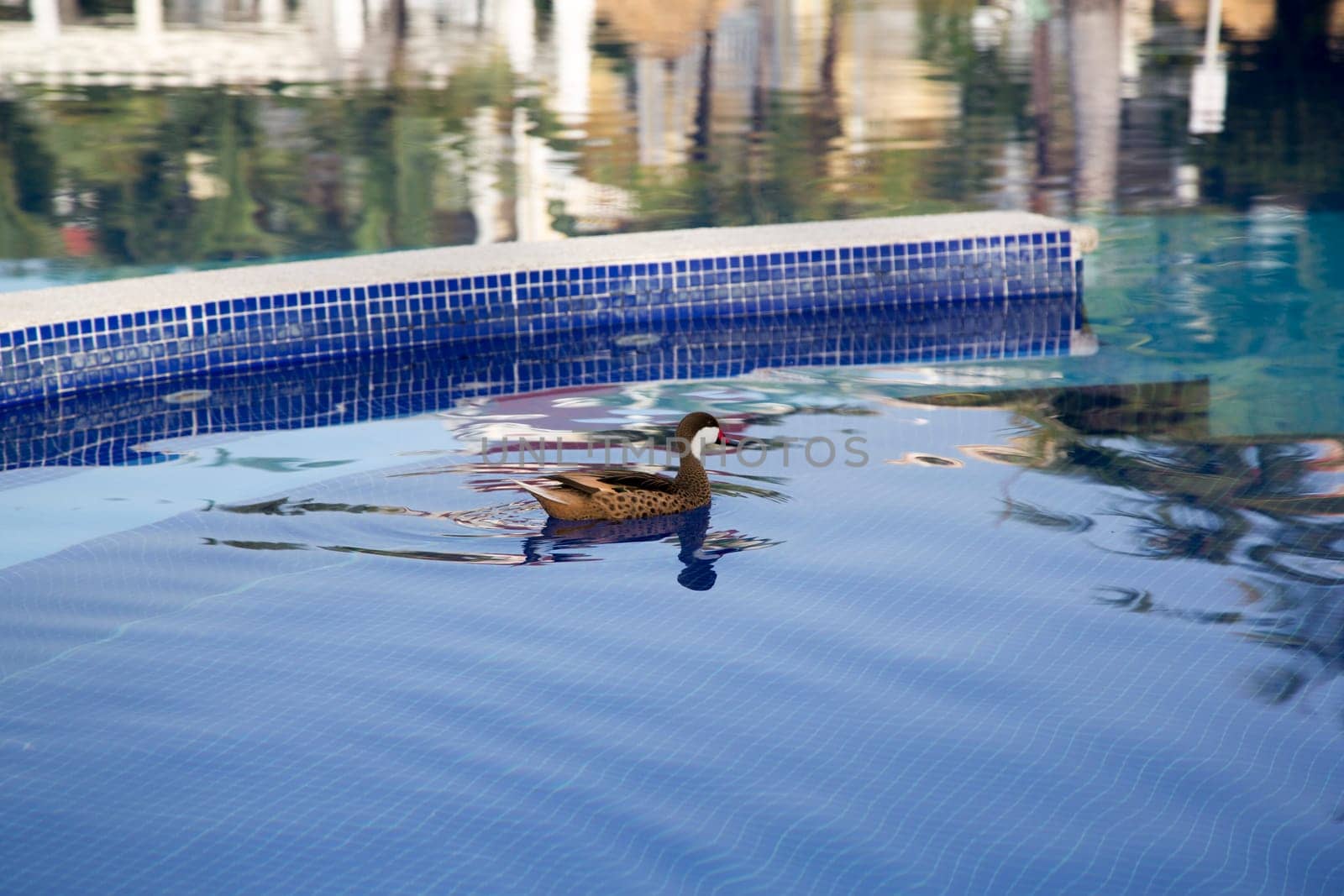 Wild duck in swimming pool