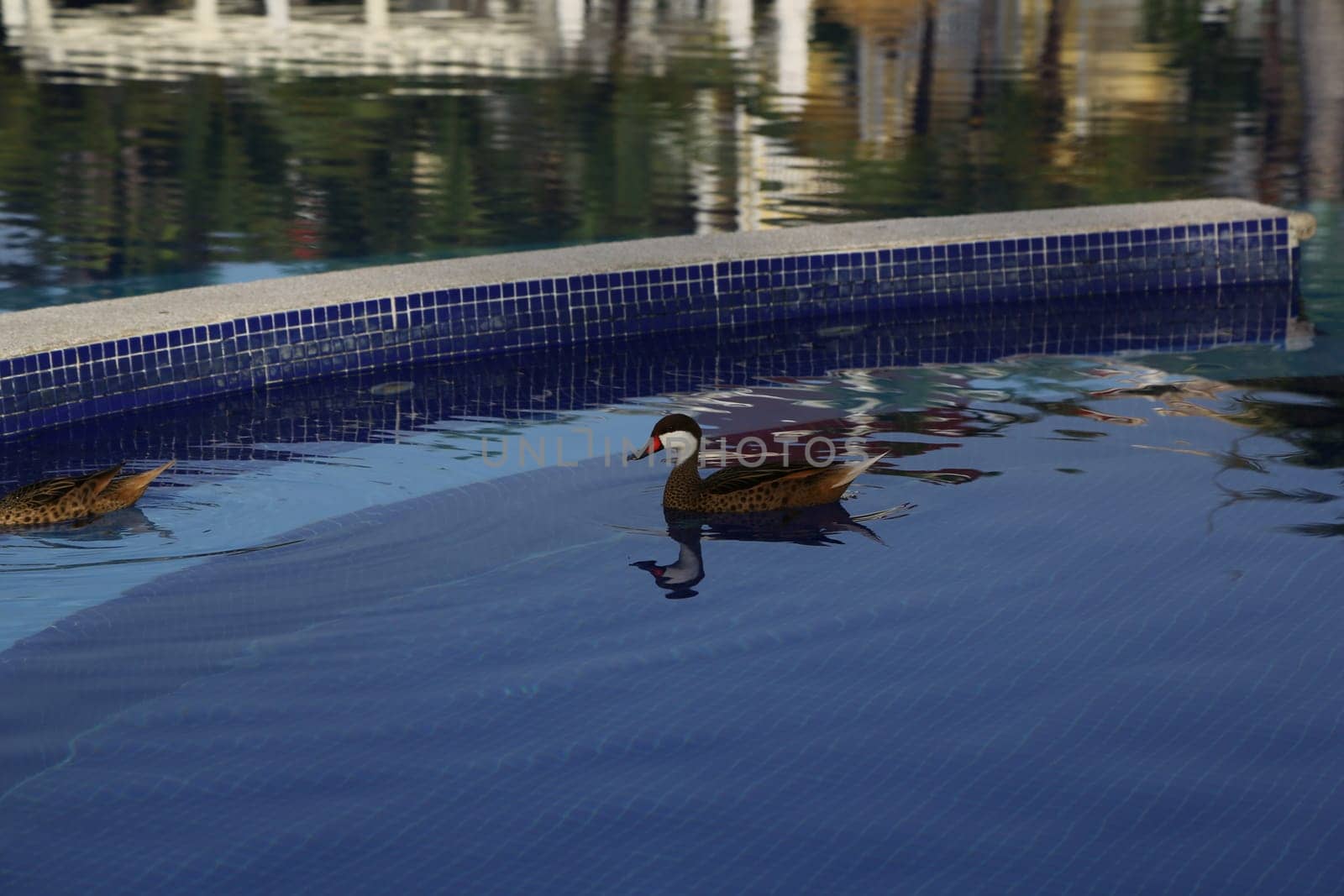Wild duck in swimming pool