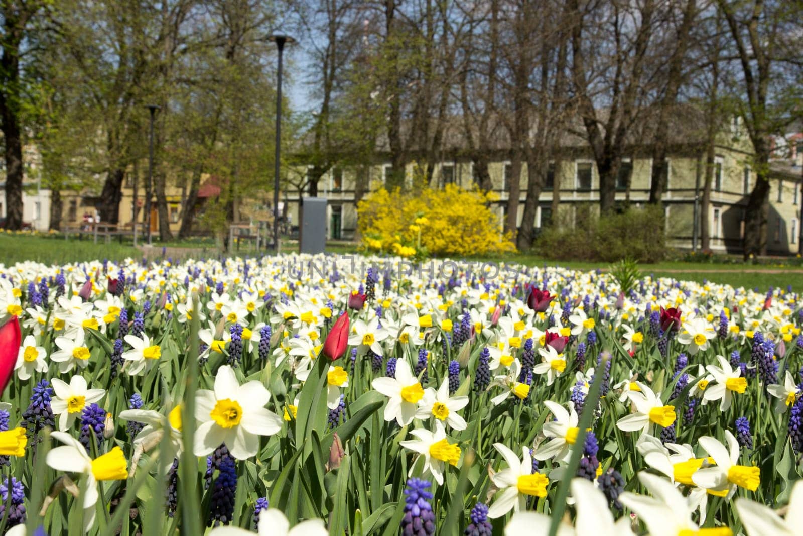 flowerbed in city park with different spring flowers