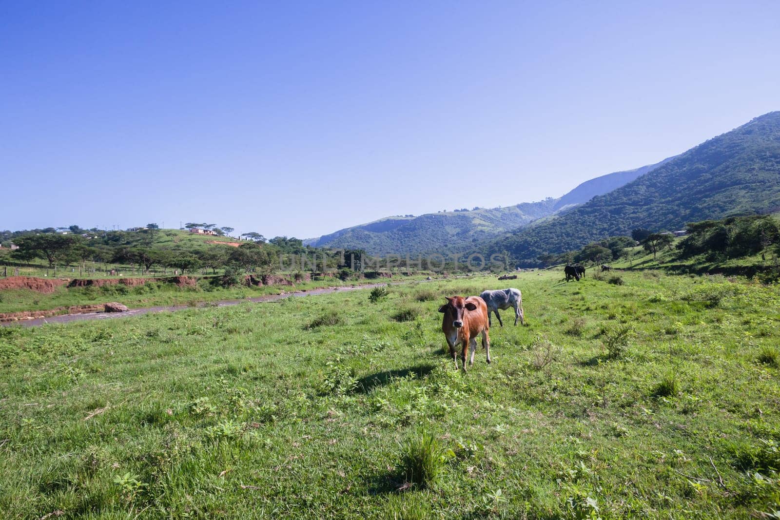Cows farming animals in open valley fields rural river countryside