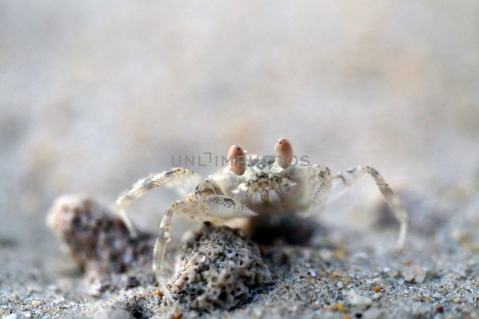 Small sea crab with yellow sand photographed closeup