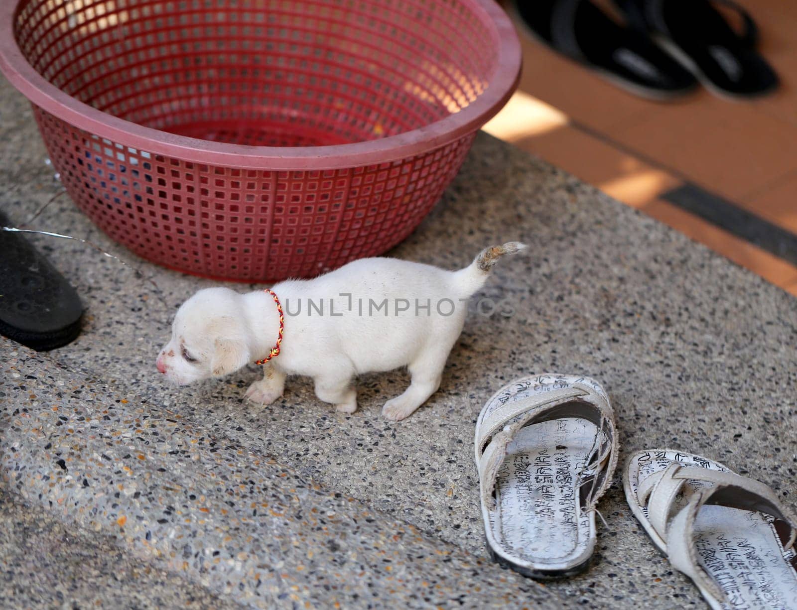 Beautiful puppy is on the floor photographed closeup
