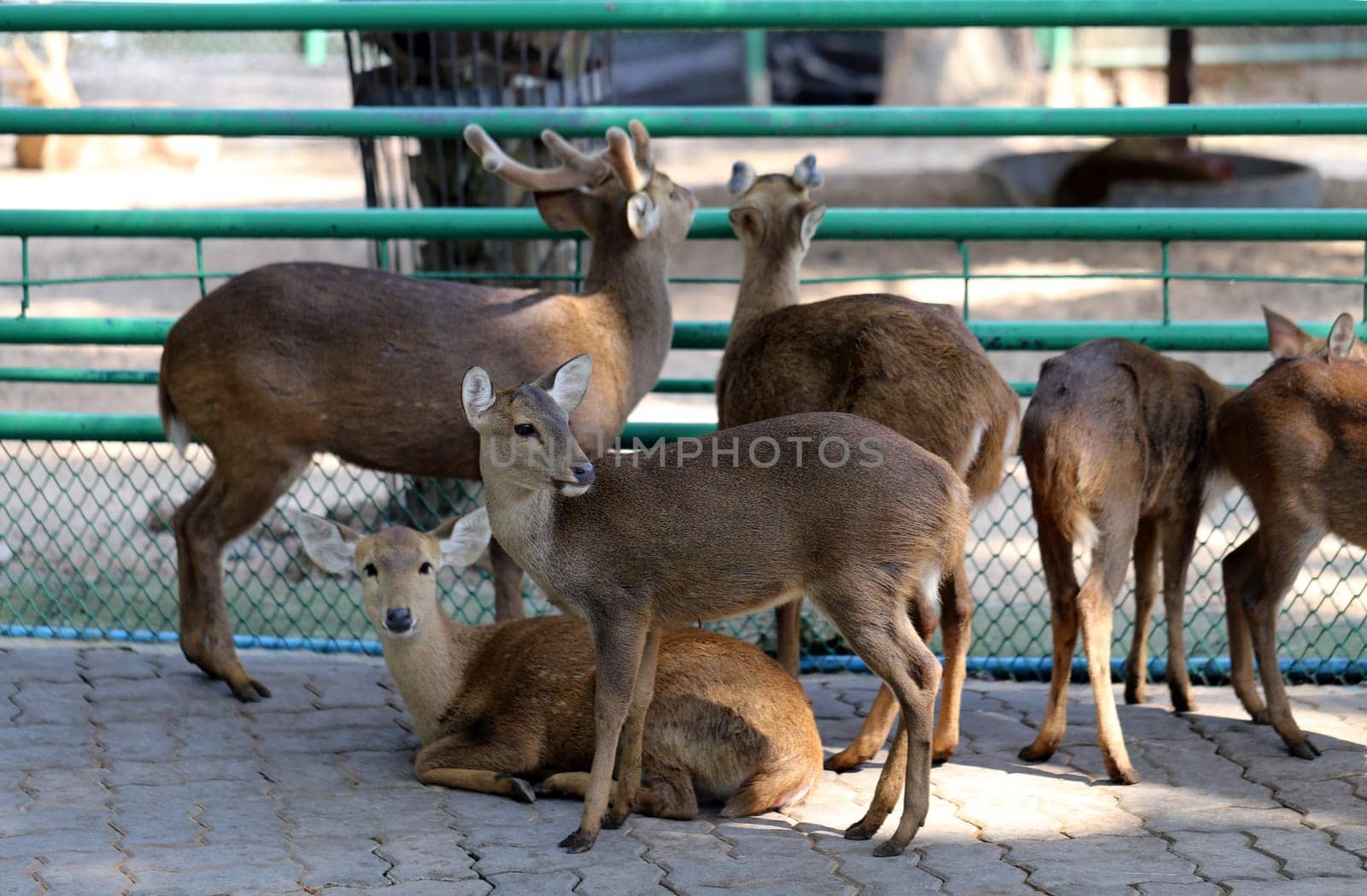 Deer in the zoo photographed close up