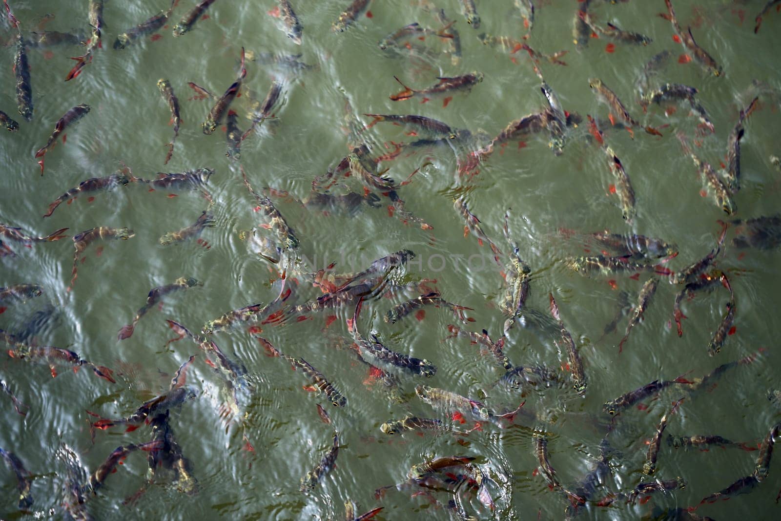 Large Thai fish eat the bait on the rope photographed closeup