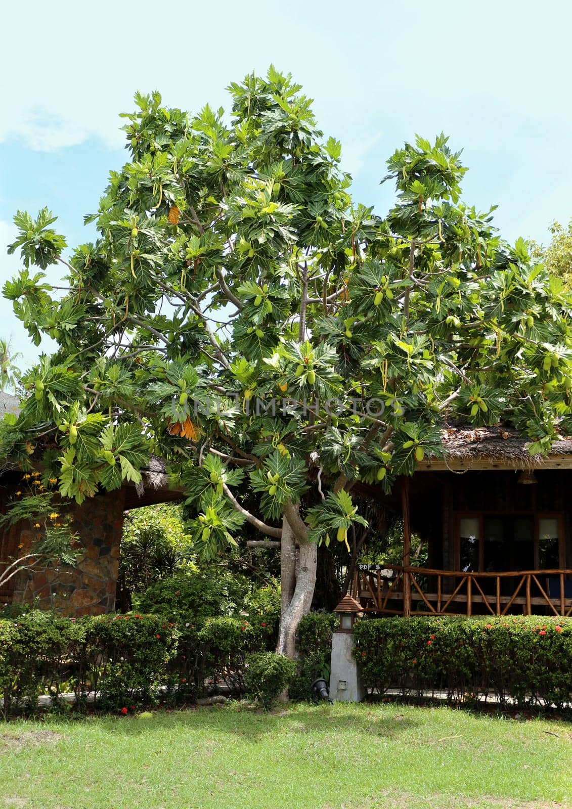 Tropical tree with large green fruits photographed closeup