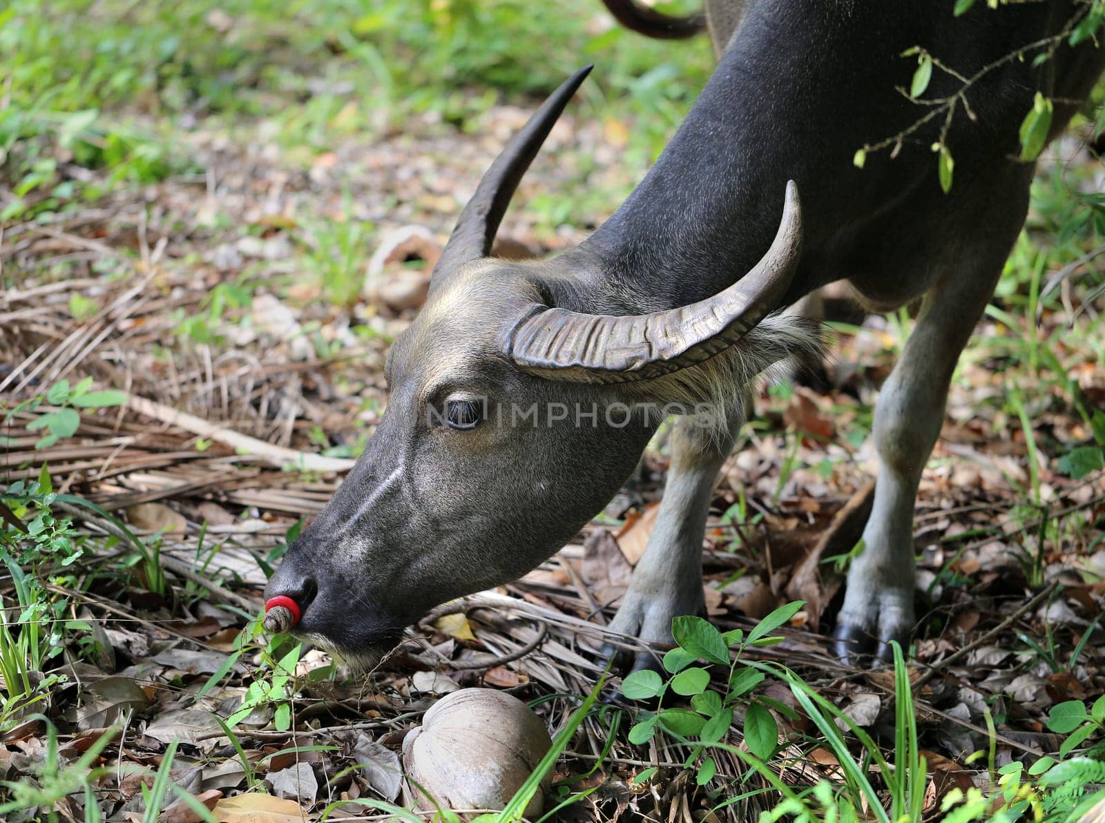 Thai black cow of the tropical jungle