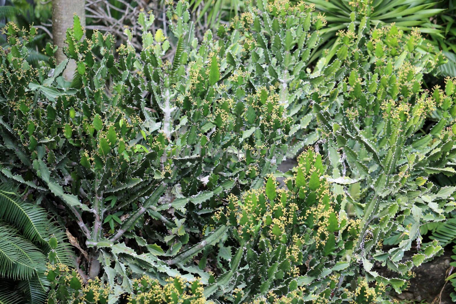 Green beautiful big cactus photographed close up