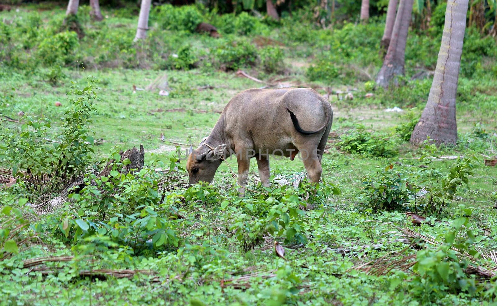 Thai black cow of the tropical jungle