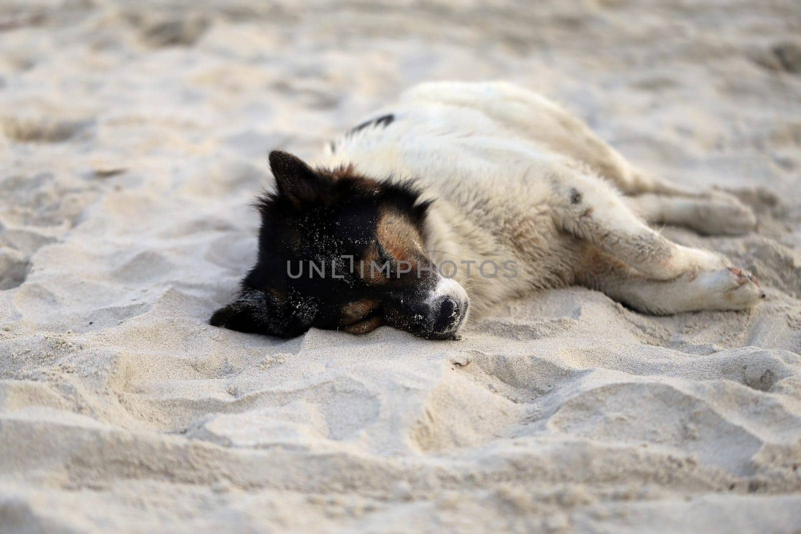 Beautiful dog, lying on a yellow sand photographed closeup
