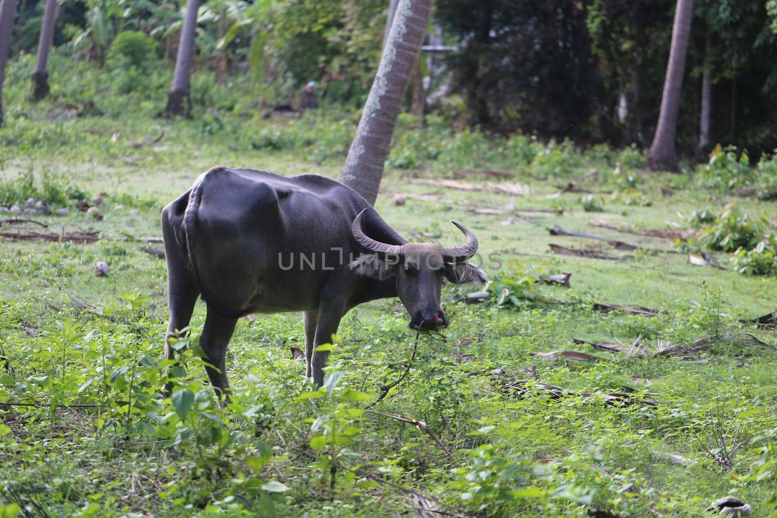 Thai black cow of the tropical jungle