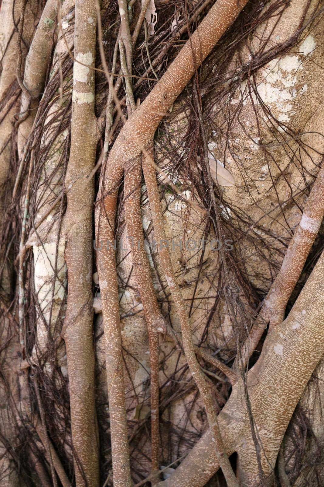 the roots of a tropical tree photographed closeup