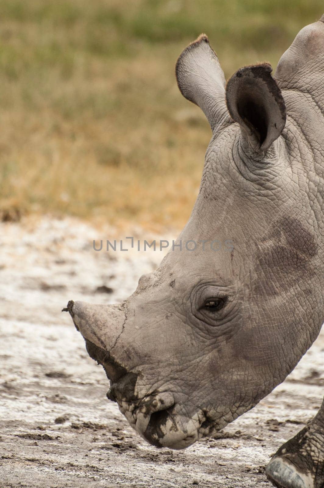 A close up portrait of a young White Rhinocores.