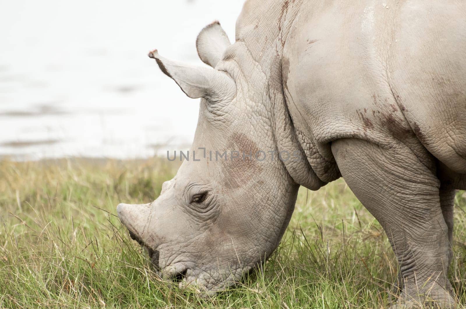 A young White Rhinocores grazes on some green grass by the lake.