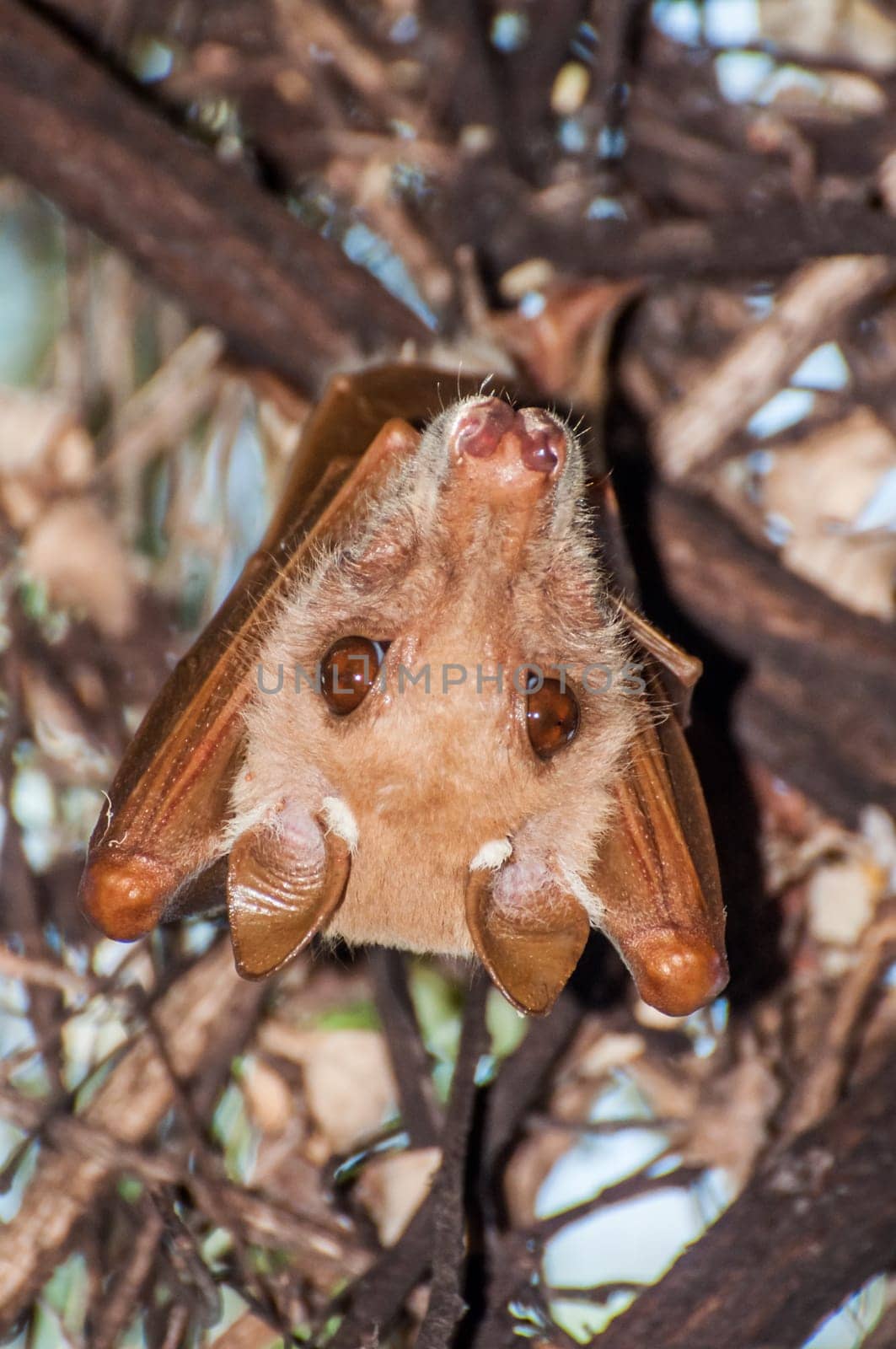A Fruitbat hanging upside down in a tree during the day.