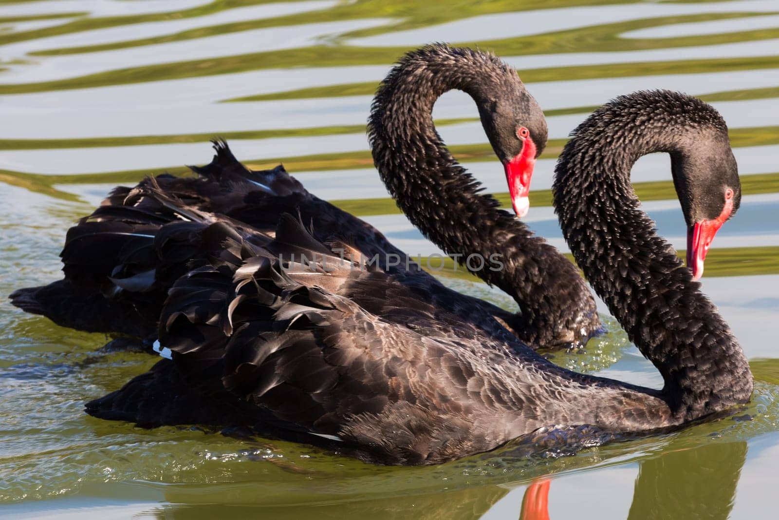 Black Swan in the National Kandawgyi Gardens Pyin Oo Lwin Mandalay state Myanmar (Burma)