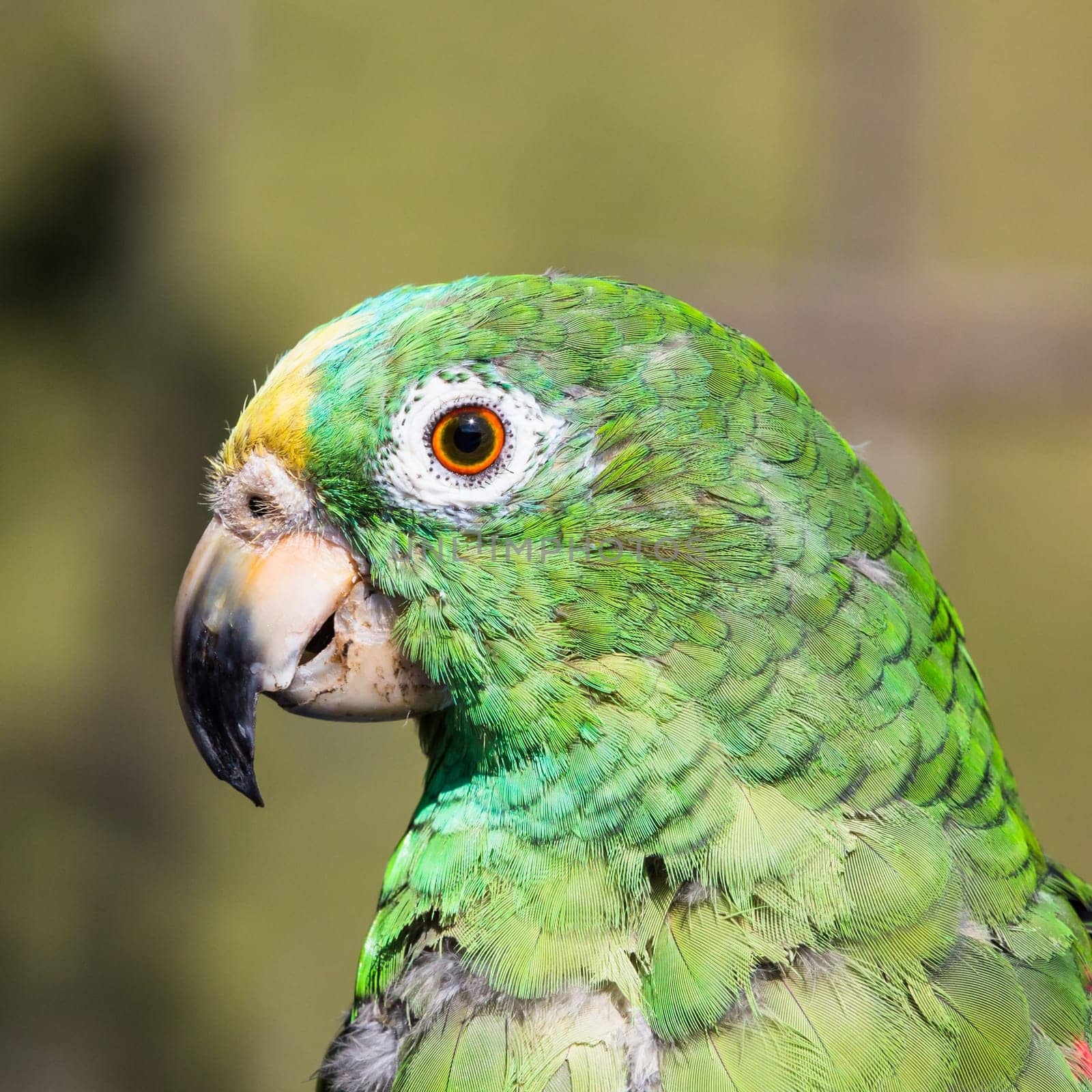 one Parrot Psittaciformes portrait face Caldas in Colombia South America