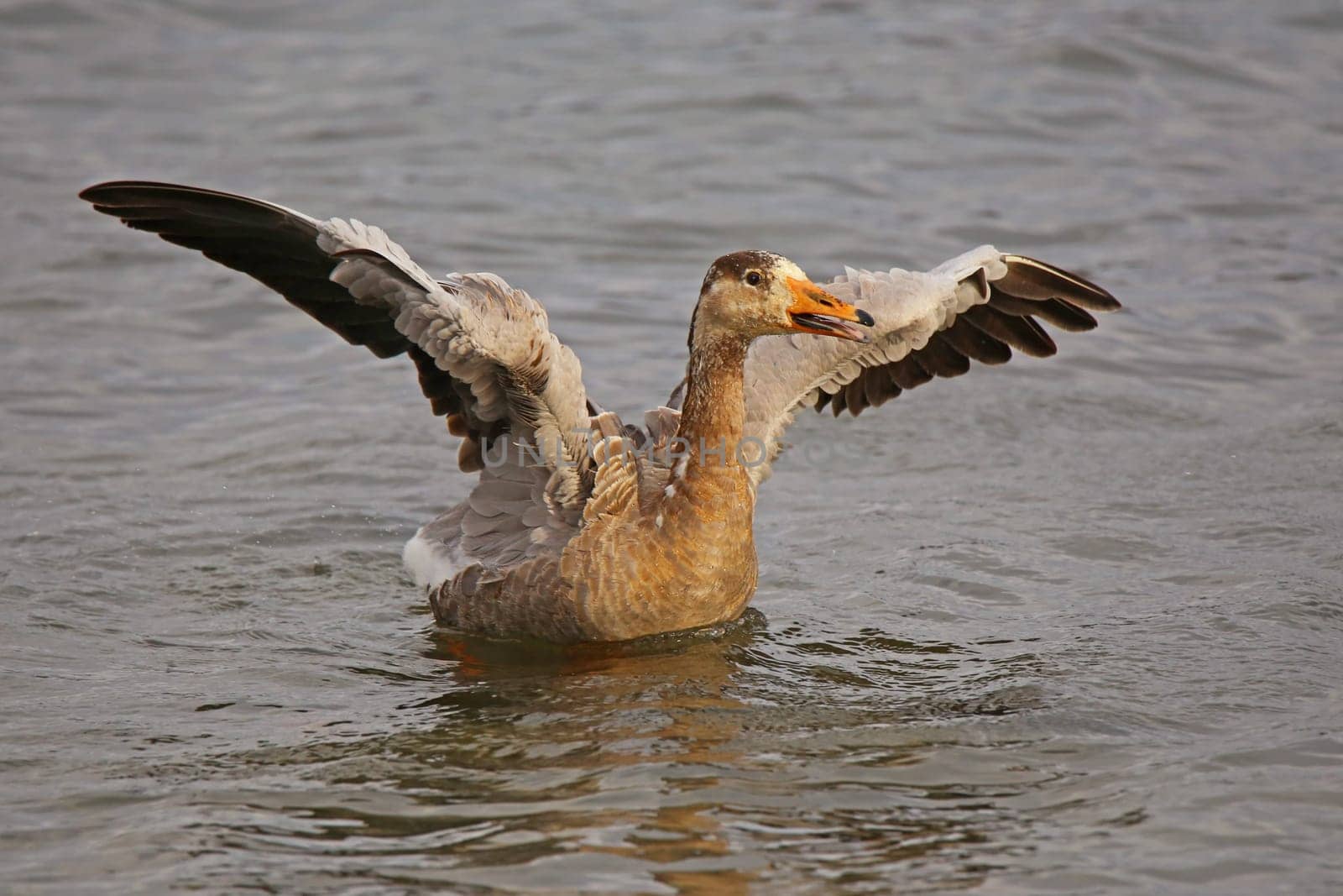 Goose hybrid with spread wings