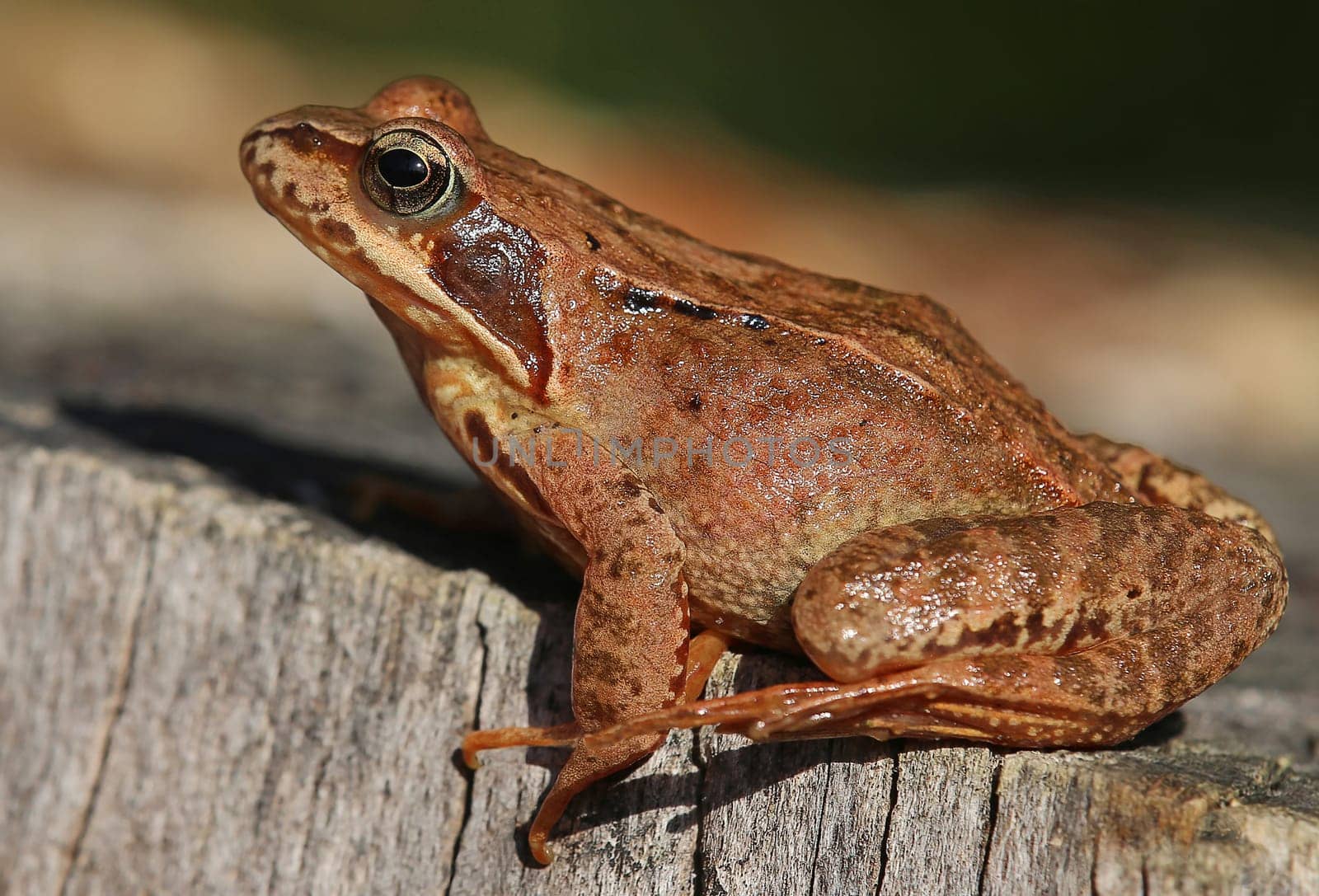 Grass frog Rana temporaria sitting on a tree stump