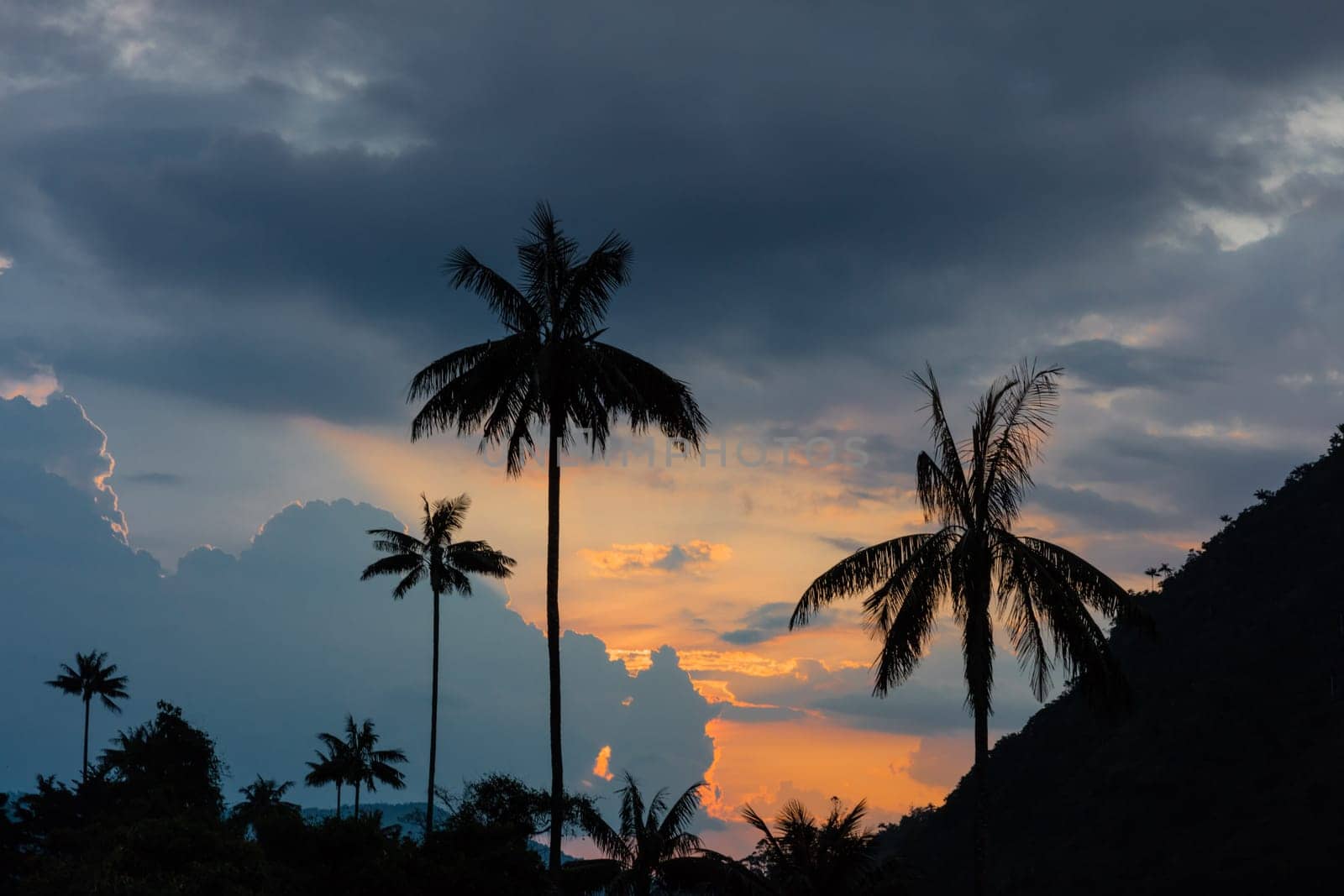 El Bosque de Las Palmas Landscapes of palm trees in Valley Cocora near Salento Quindio in Colombia South America