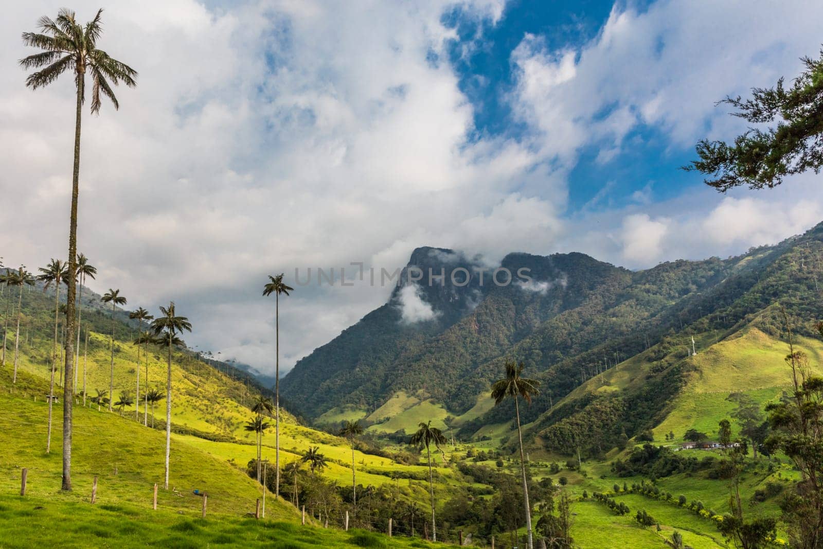 El Bosque de Las Palmas Landscapes of palm trees in Valley Cocora near Salento Quindio in Colombia South America
