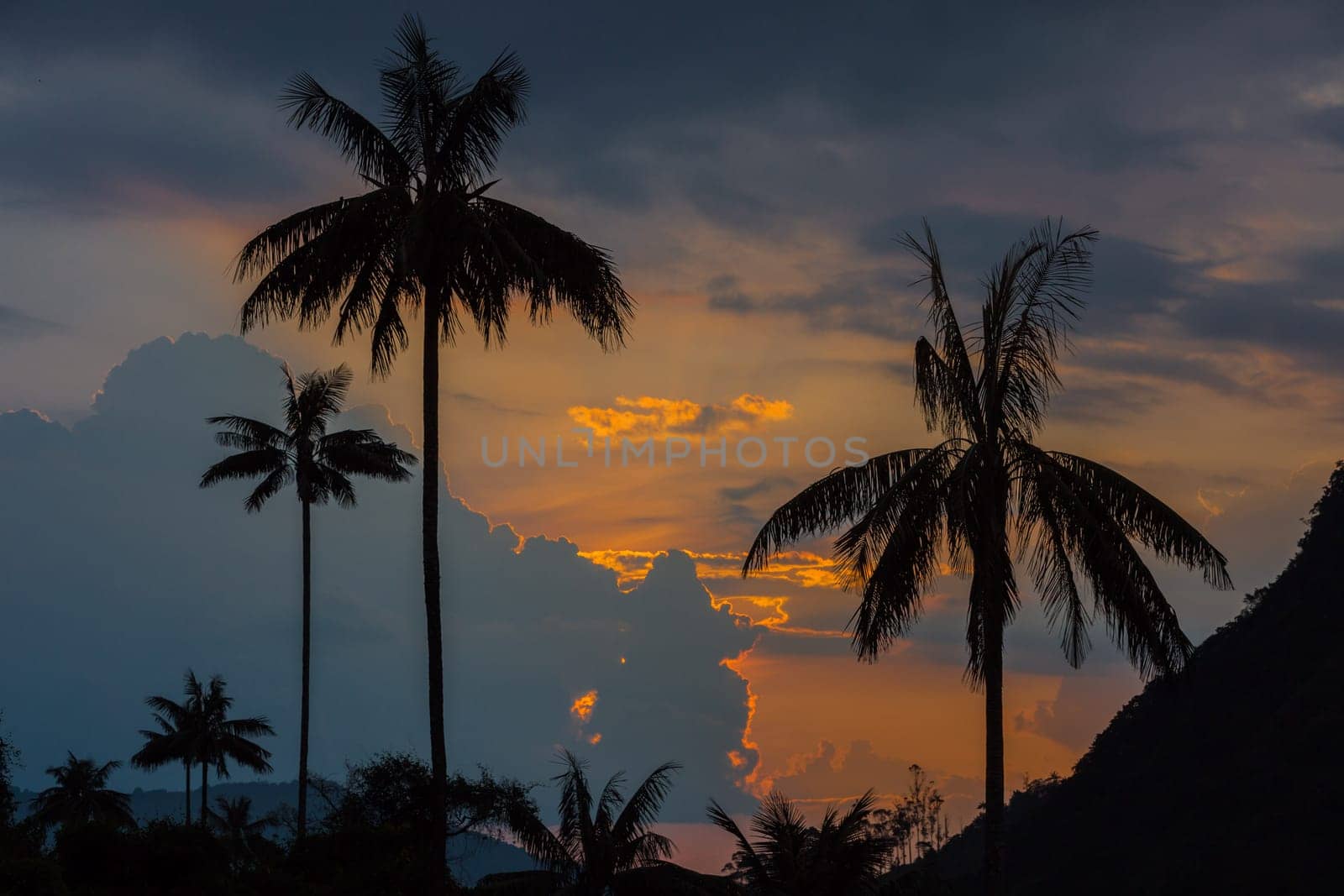 El Bosque de Las Palmas Landscapes of palm trees in Valley Cocora near Salento Quindio in Colombia South America