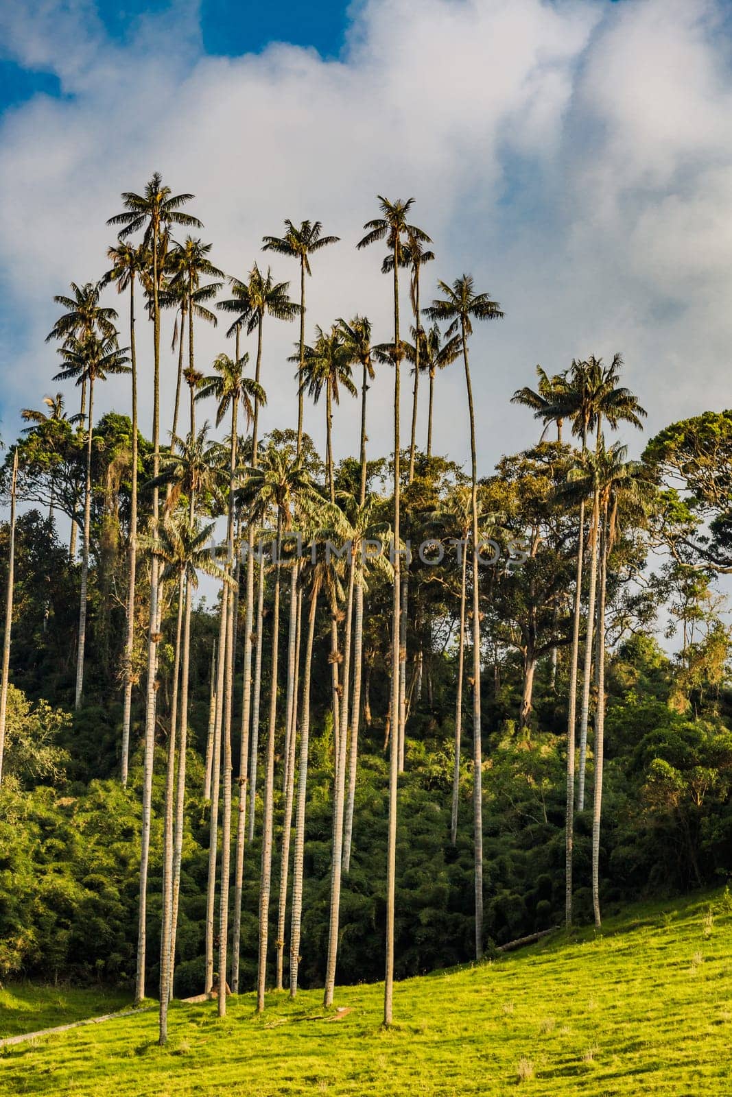 El Bosque de Las Palmas Landscapes of palm trees in Valley Cocora near Salento Quindio in Colombia South America