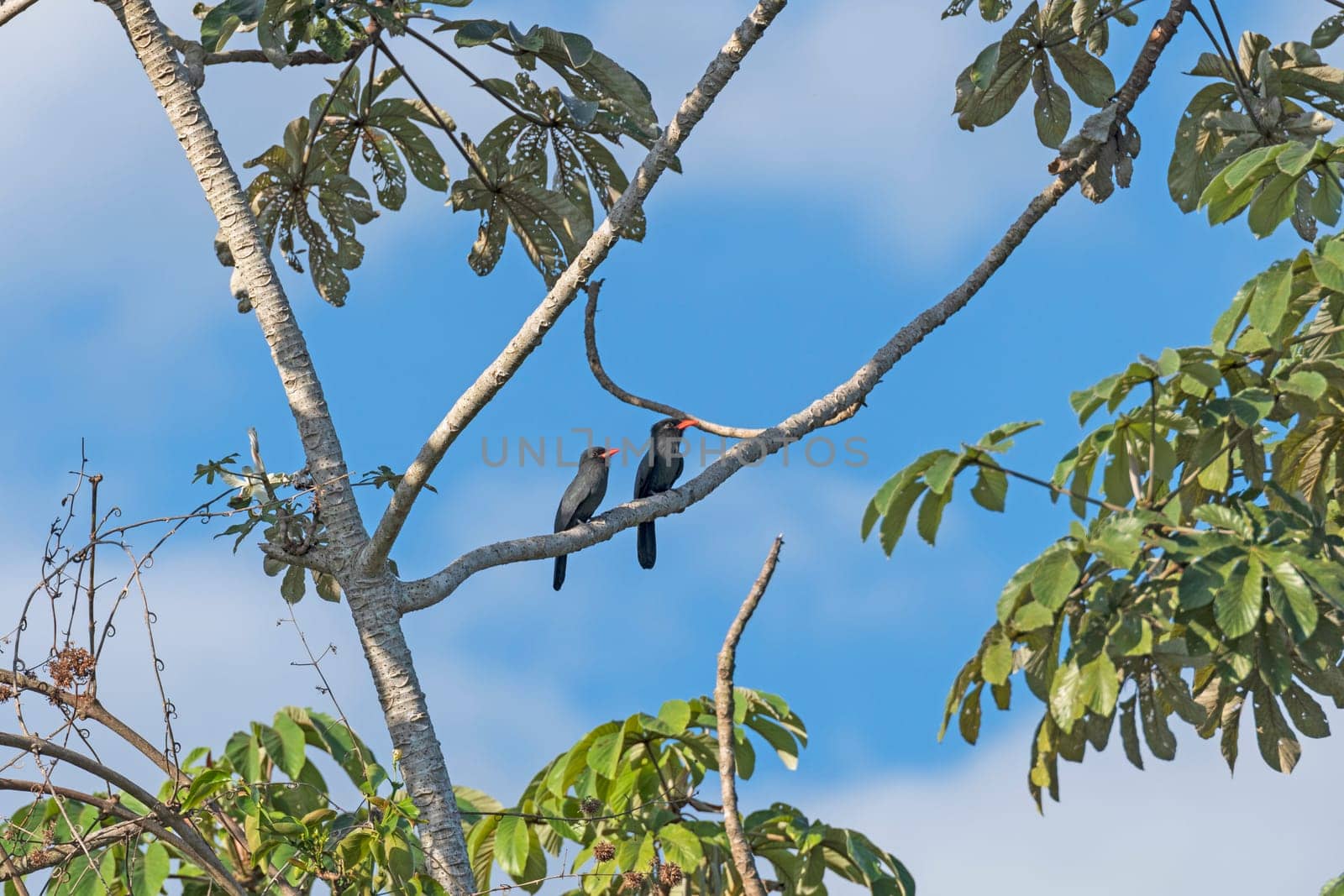 A Pair of Black Fronted Nunbirds in a Tree in the Pantanal in Brazil